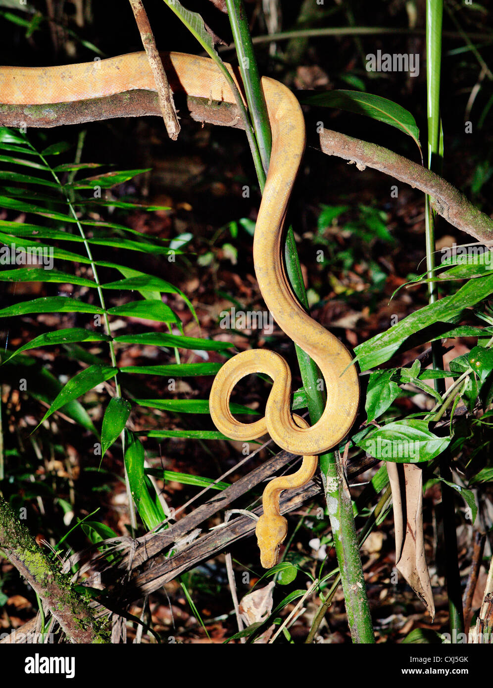 Snake in Pacaya-Samiria National Park. Amazon, Peru. Stock Photo