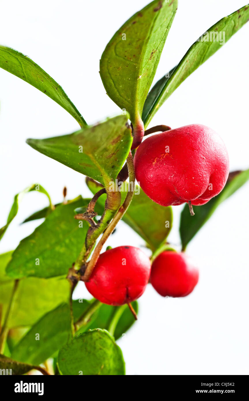 wintergreen with fruit, aromatic ingredient for chewing gum and