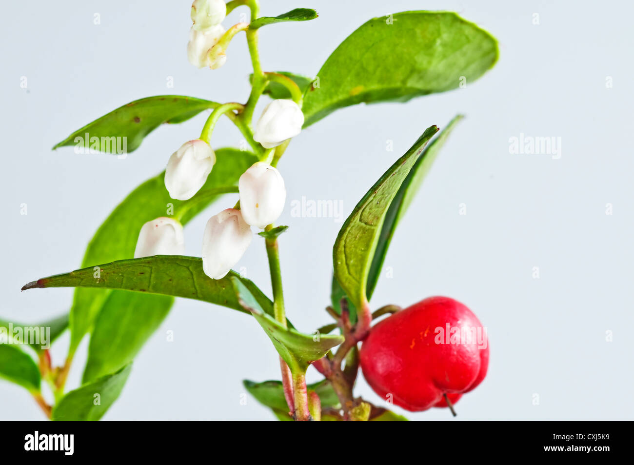 wintergreen with fruit, aromatic ingredient for chewing gum and
