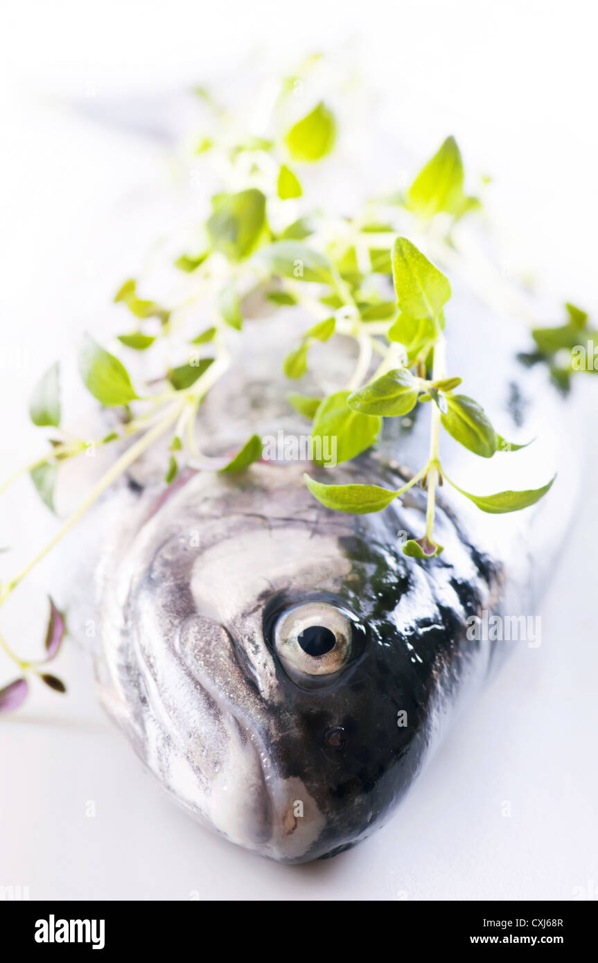 Rainbow Trout with thyme as closeup Stock Photo