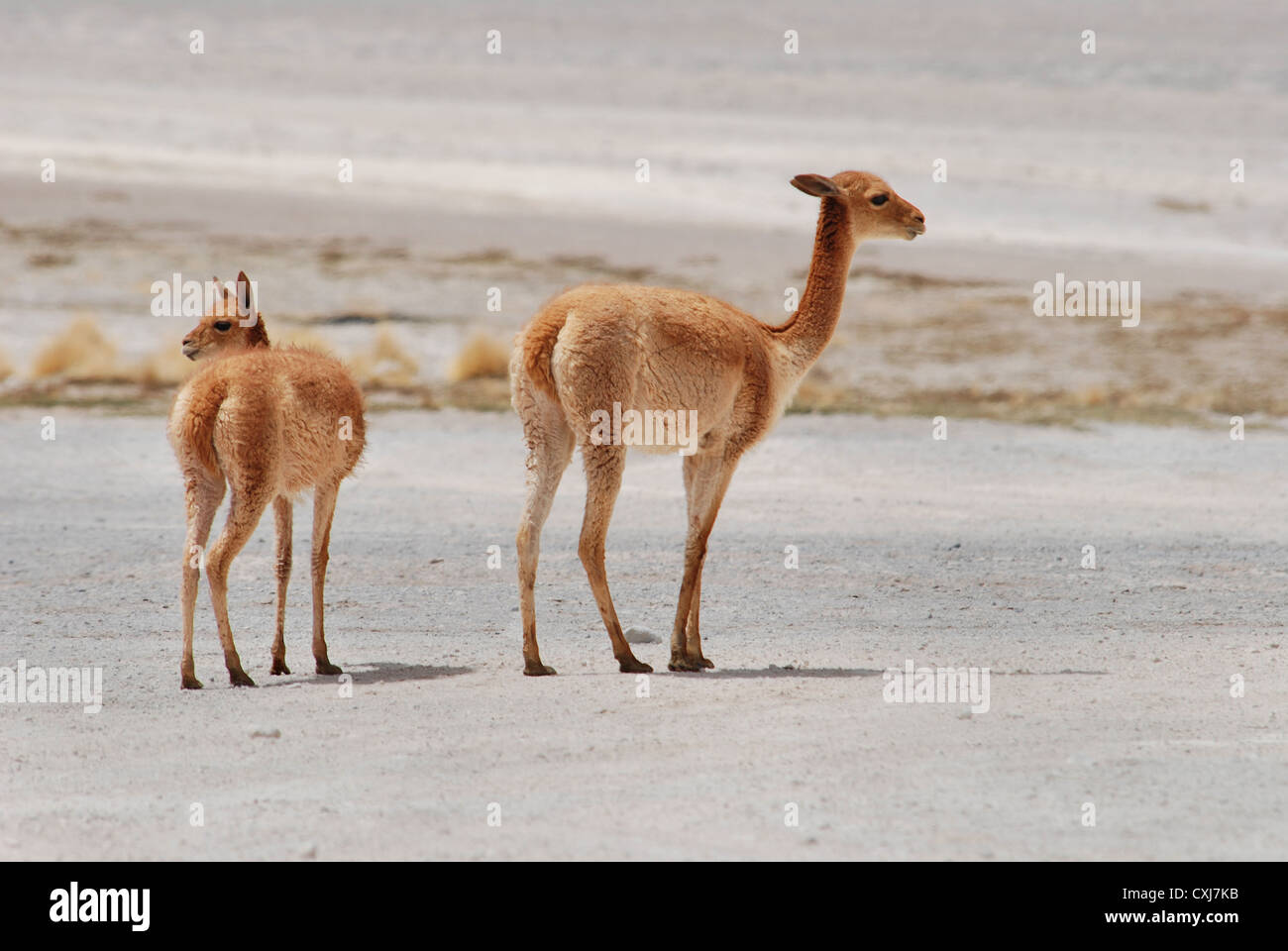 Vicuñas Stock Photo