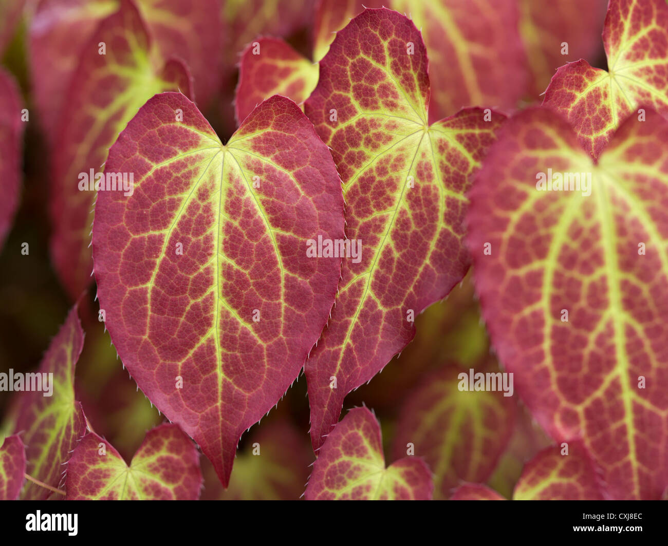 Epimedium leaves in early spring, Scotland Stock Photo
