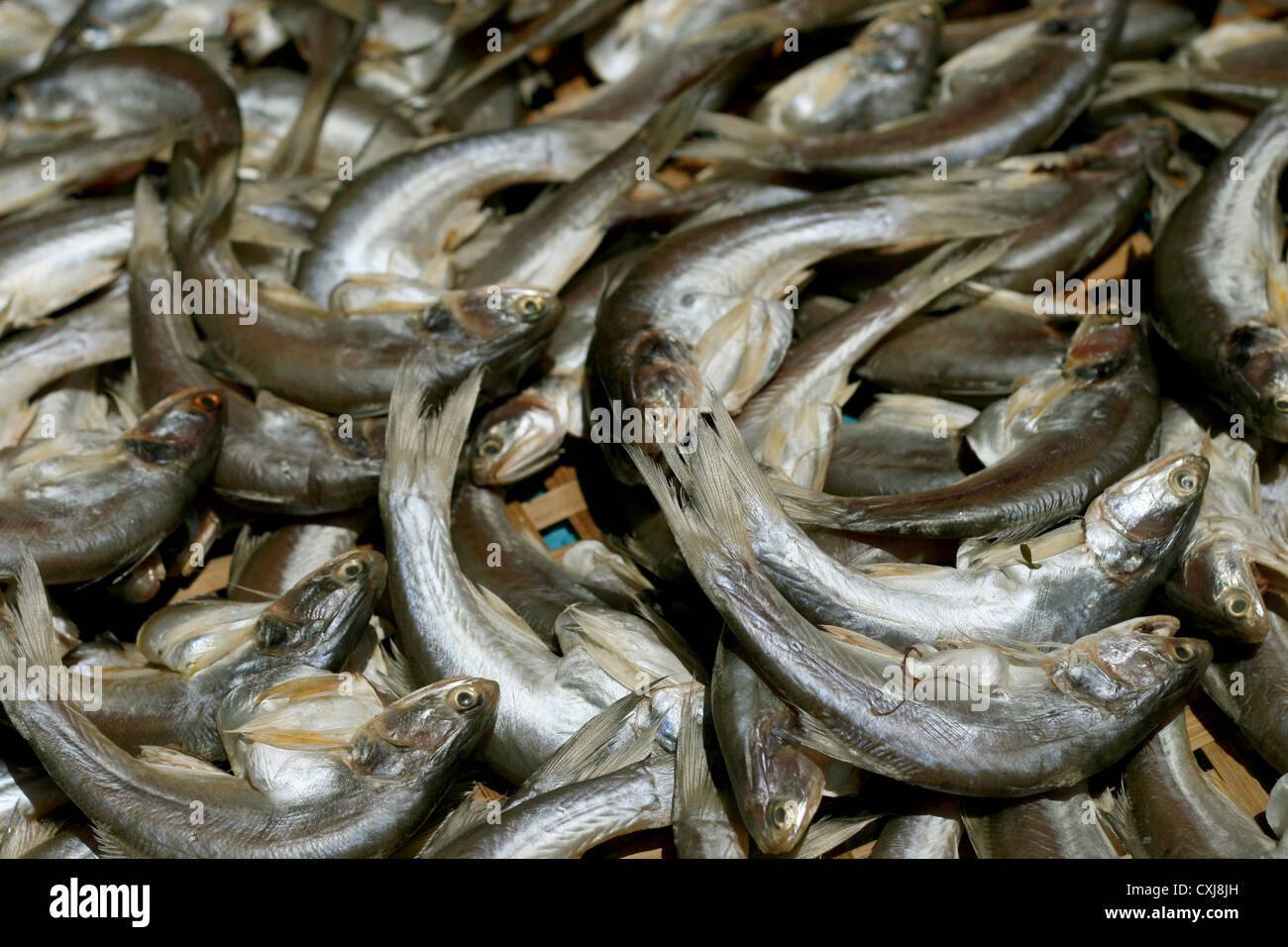 Mackerel fish at market, Thailand Stock Photo - Alamy