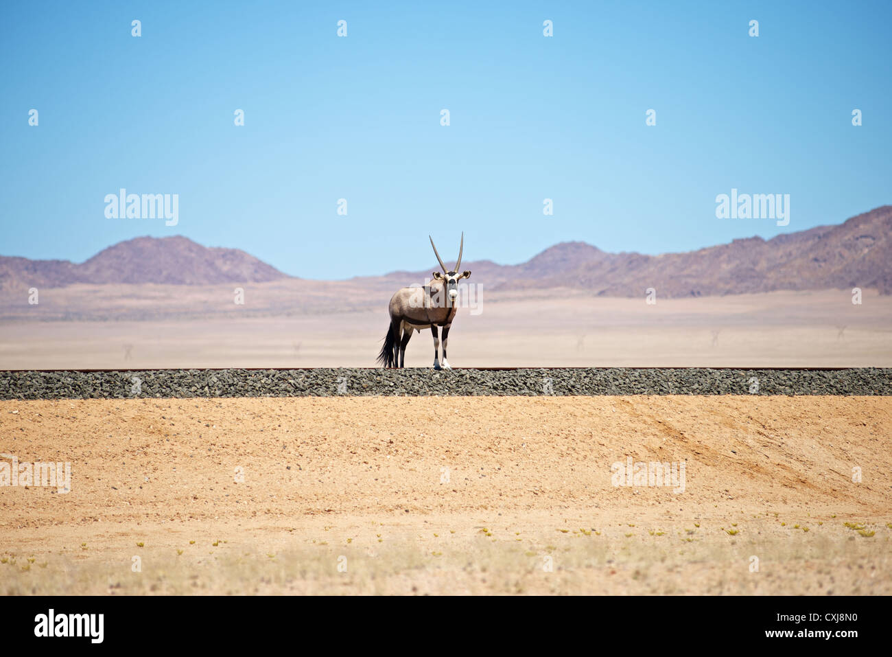 Namib gemsbok Stock Photo