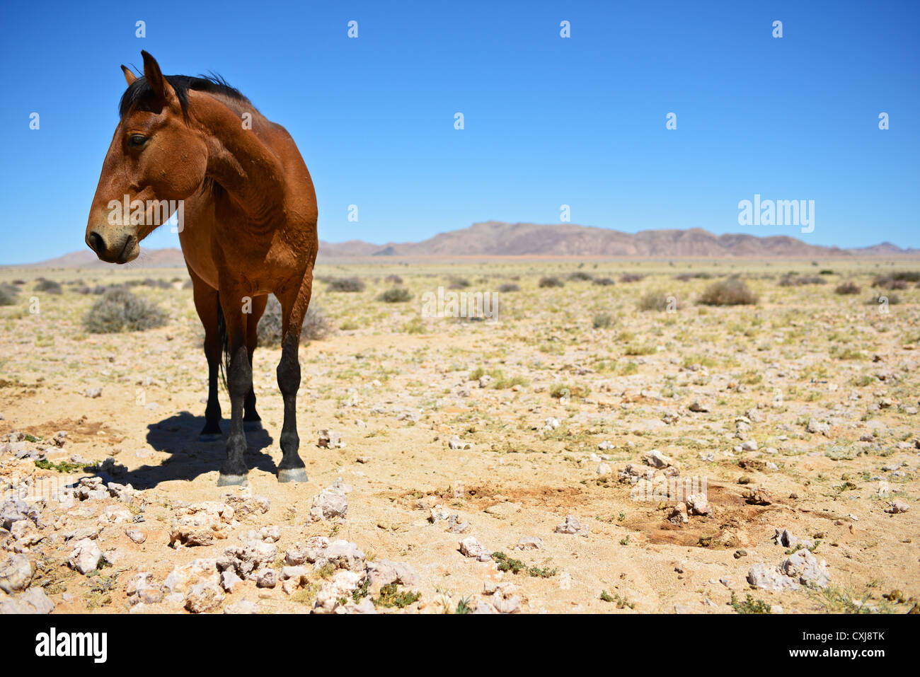 Namib feral horse Stock Photo