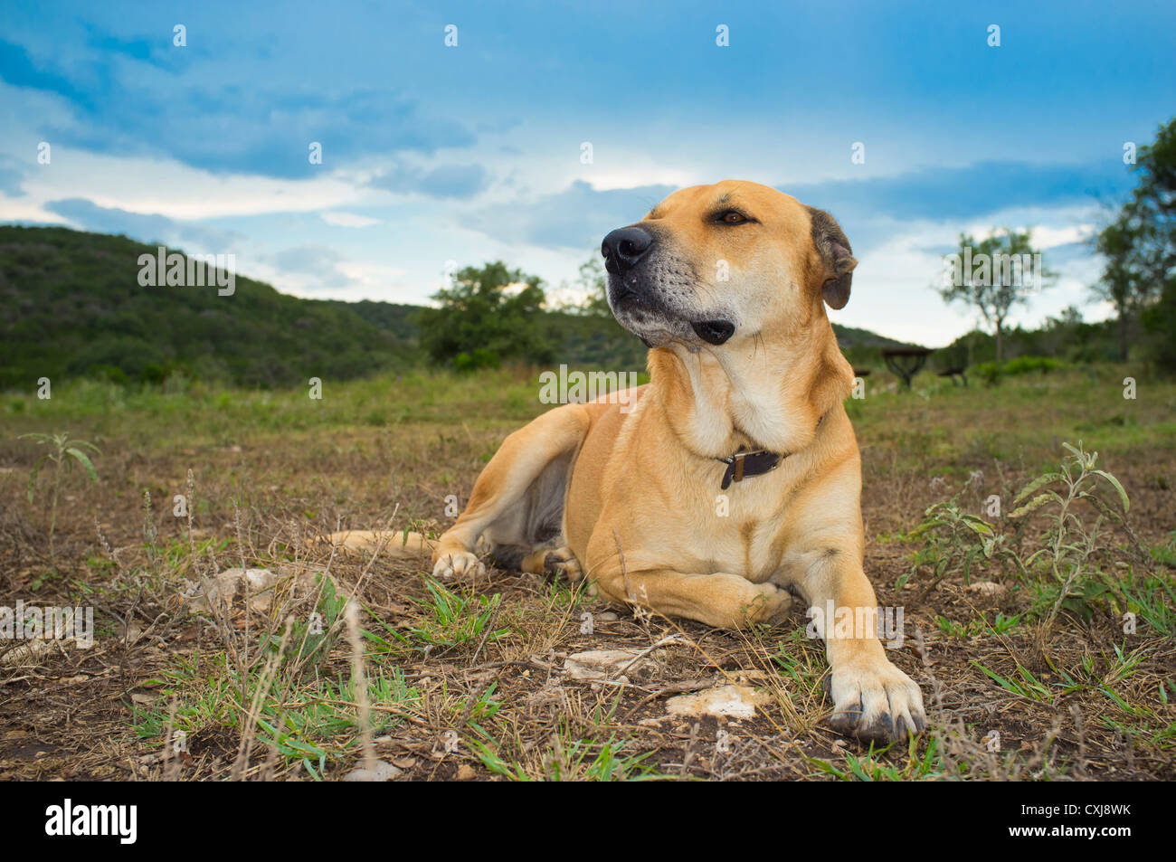 USA, Texas, Dog sitting on grass Stock Photo Alamy