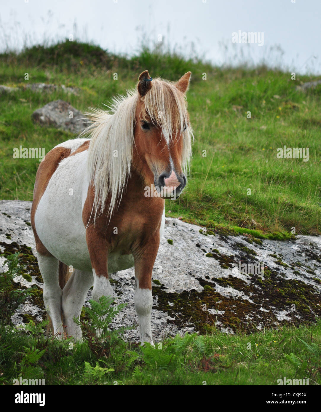 wild pony in Dartmoor National Park Stock Photo