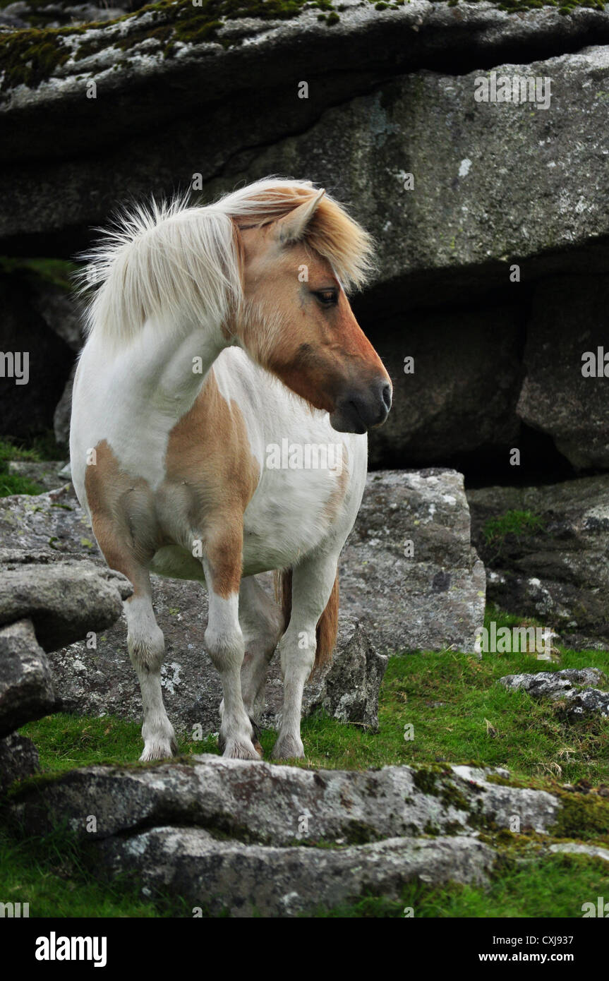 wild pony in Dartmoor National Park Stock Photo Alamy