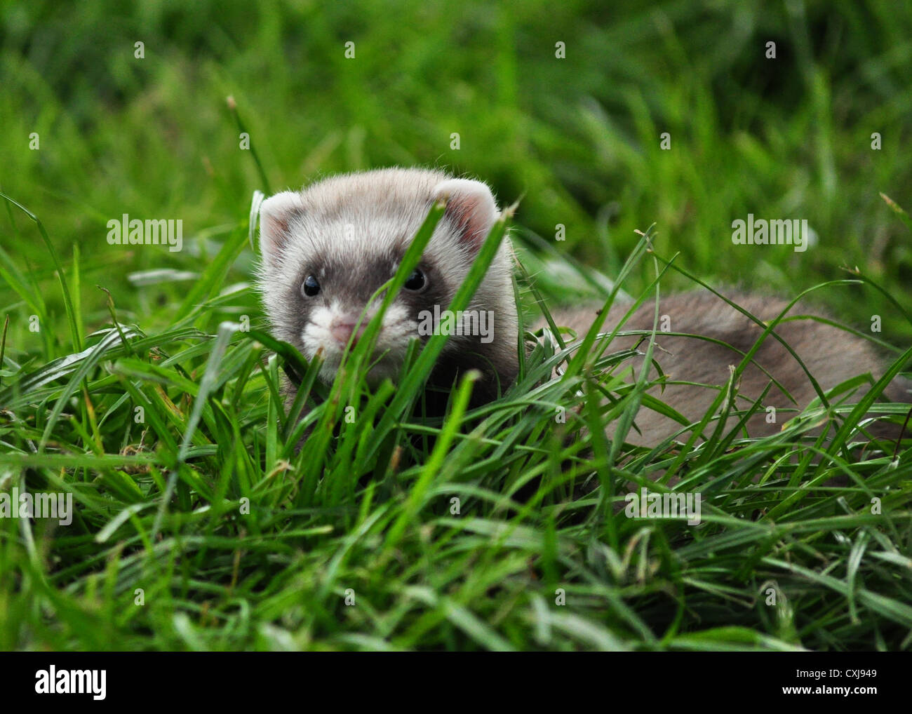 Kit in the grass hi-res stock photography and images - Alamy