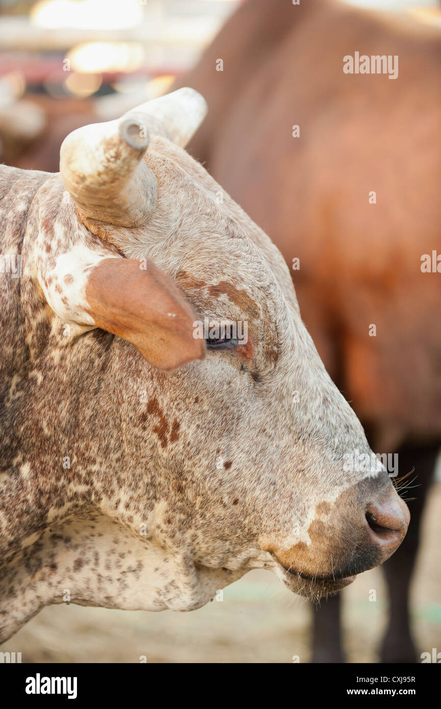 USA, Texas, Close up of bulls Stock Photo Alamy