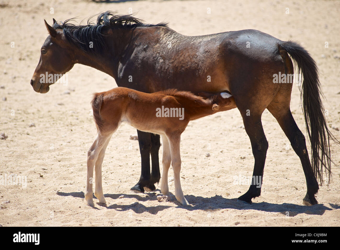 Namib feral horses Stock Photo