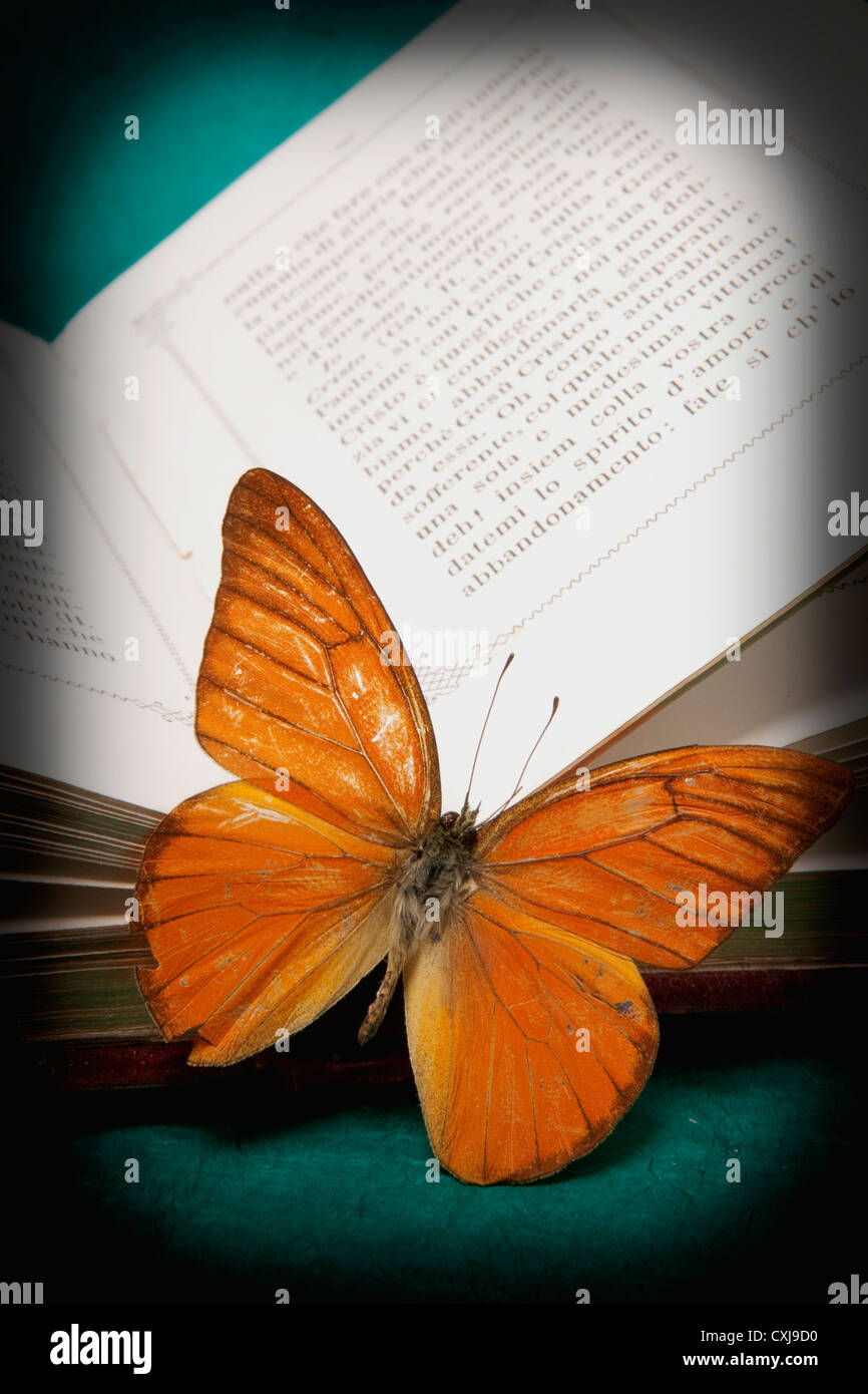 Bible with dead butterfly on green background Stock Photo