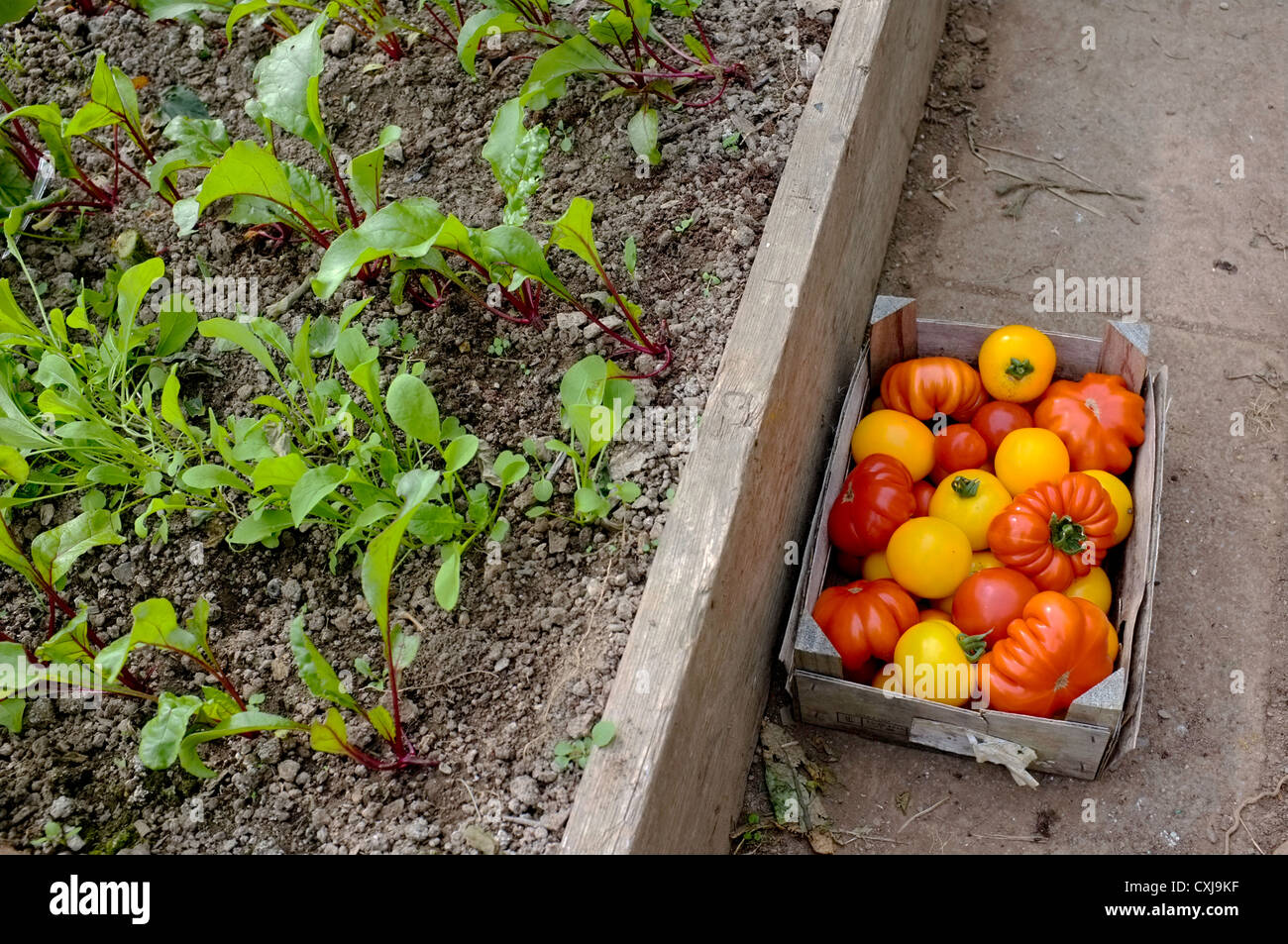 A box of freshly picked tomatoes in a greenhouse next to salad leaves Stock Photo
