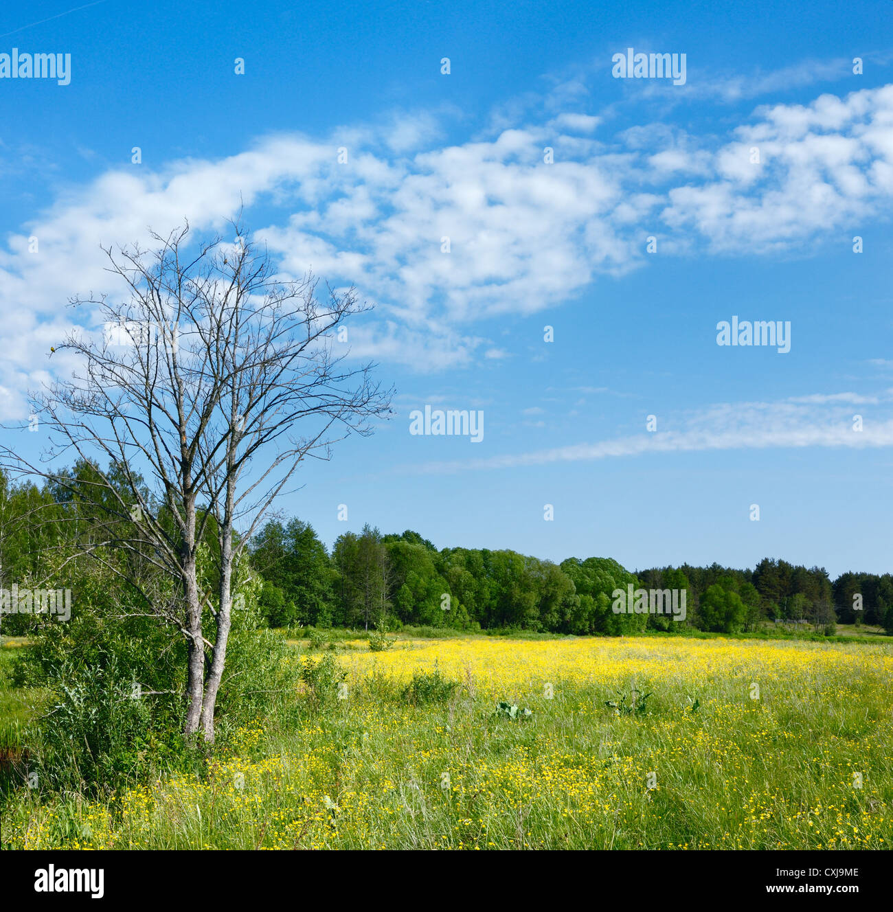 Spring landscape tree on hi-res stock photography and images - Alamy