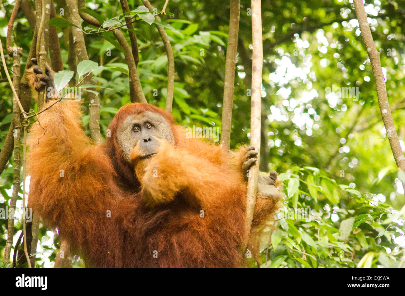 orang utan in the wild, photo taken at indonesia, bukit lawang of sumatra. Stock Photo