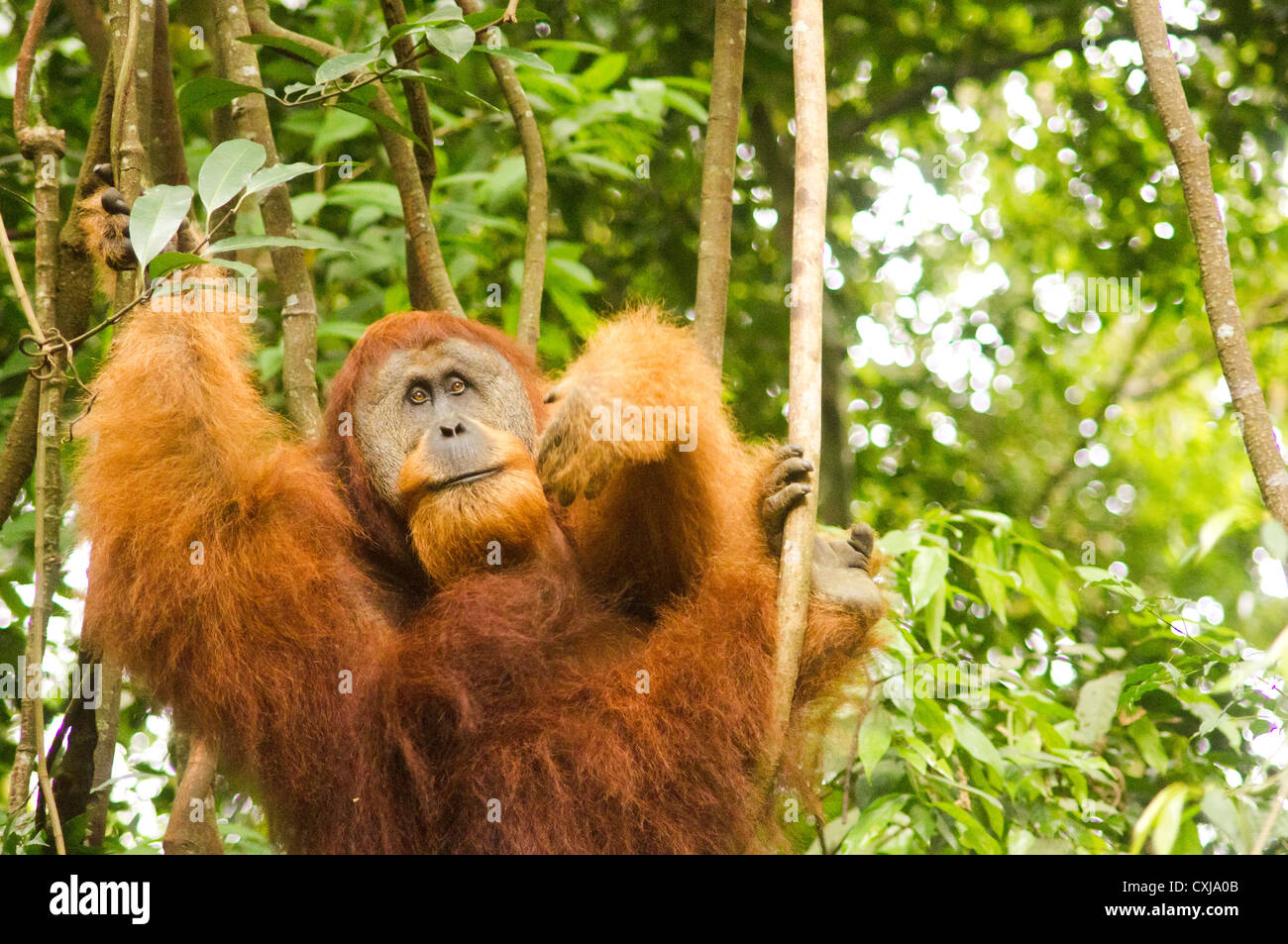 orang utan in the wild, photo taken at indonesia, bukit lawang of sumatra. Stock Photo