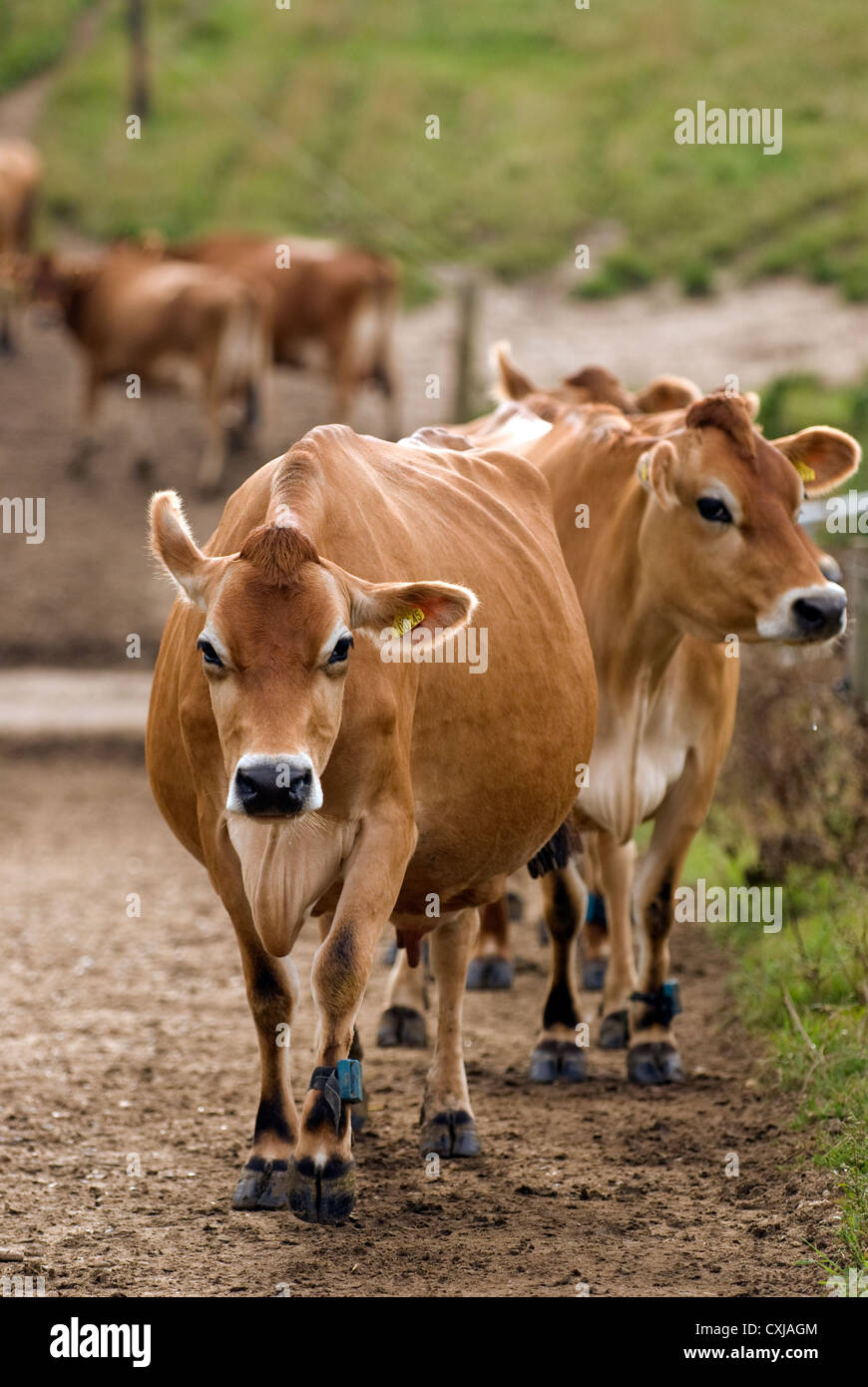 Pedigree Jersey cows on dairy farm, Frensham, Surrey, UK. Stock Photo