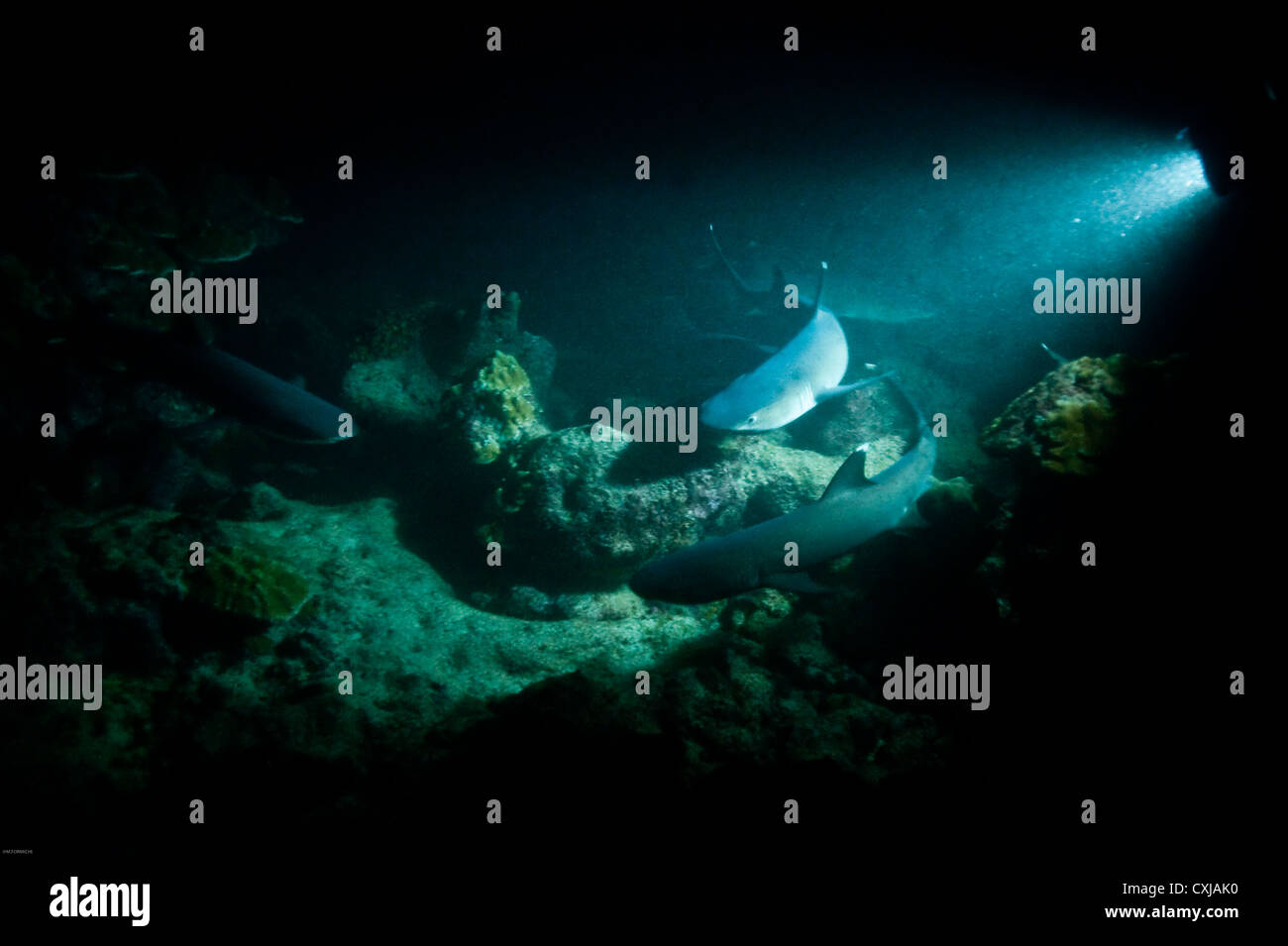 Coco island Costa Rica Underwater Wildlife Stock Photo Alamy