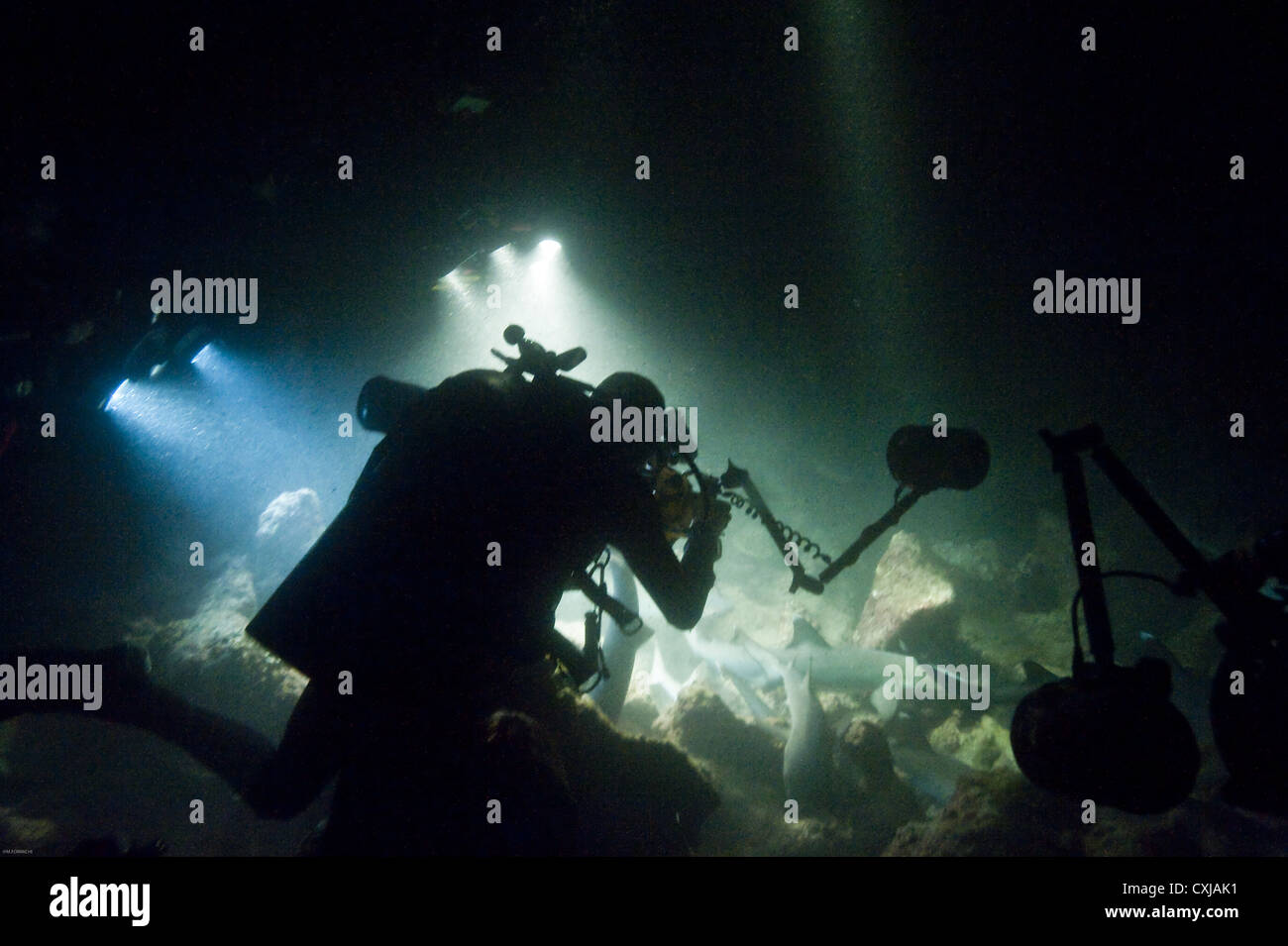Schools of white tip shark on Coco Island Stock Photo Alamy