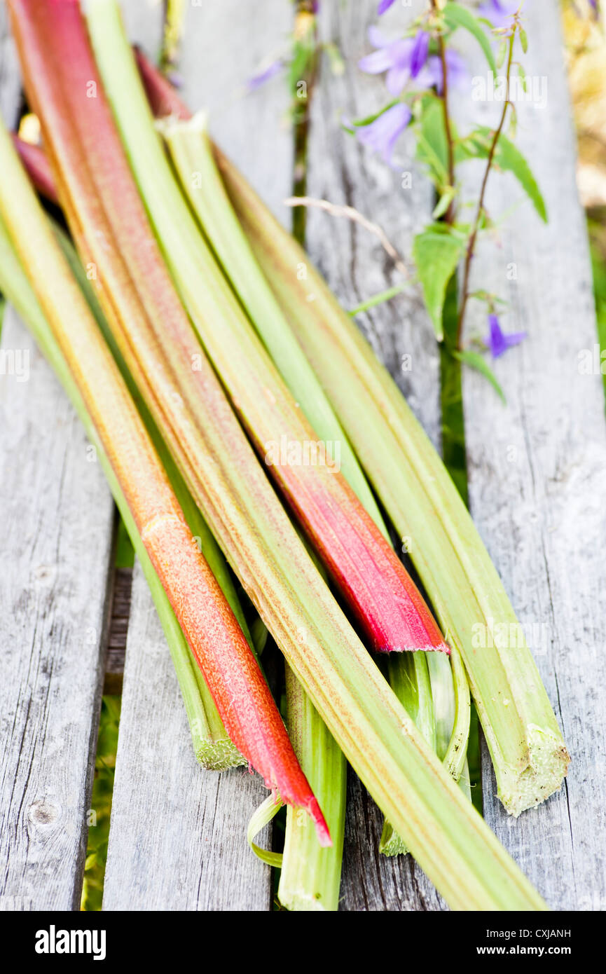 Rhubarb harvest with the stems piled on a wooden surface in the garden Stock Photo