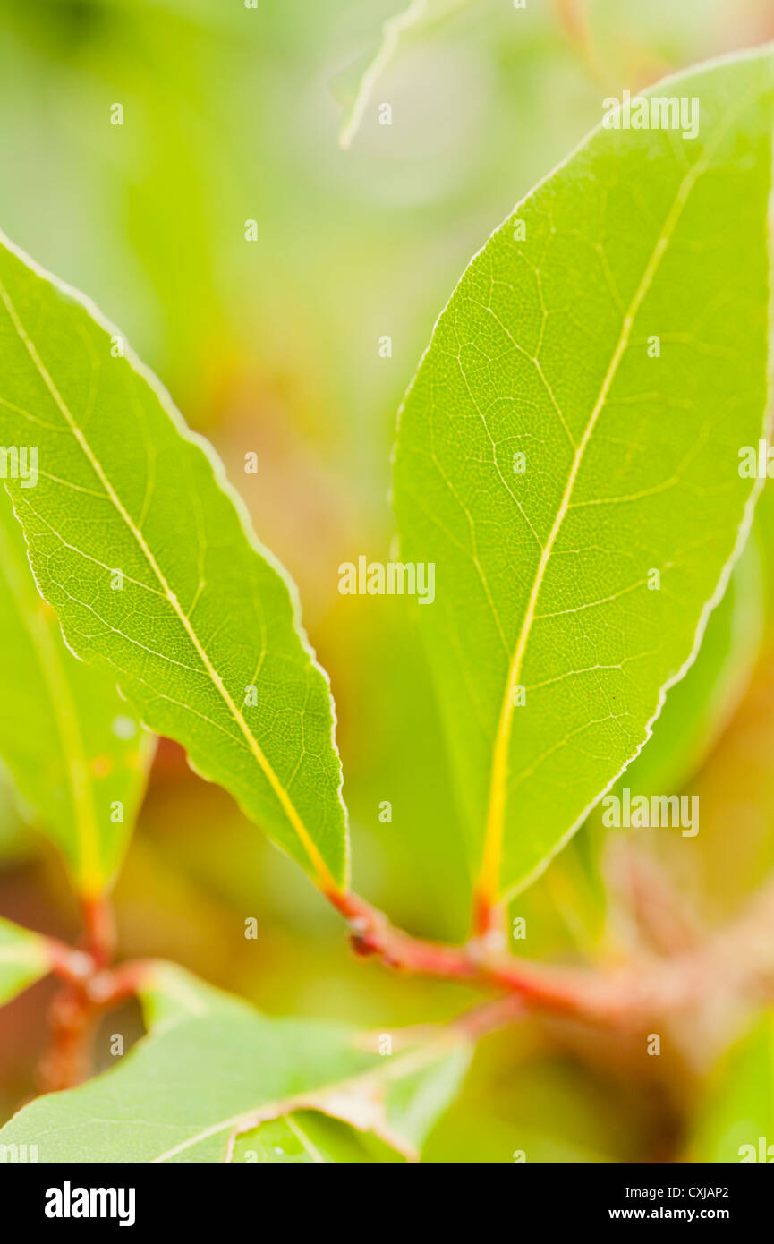 Bay leaf hires stock photography and images Alamy