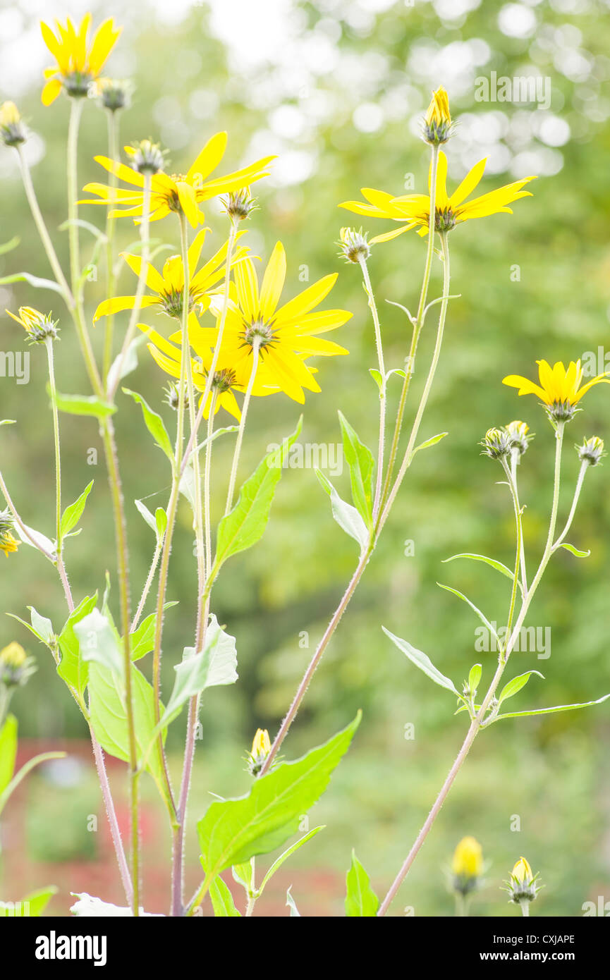 Bright yellow flowers in a garden Stock Photo