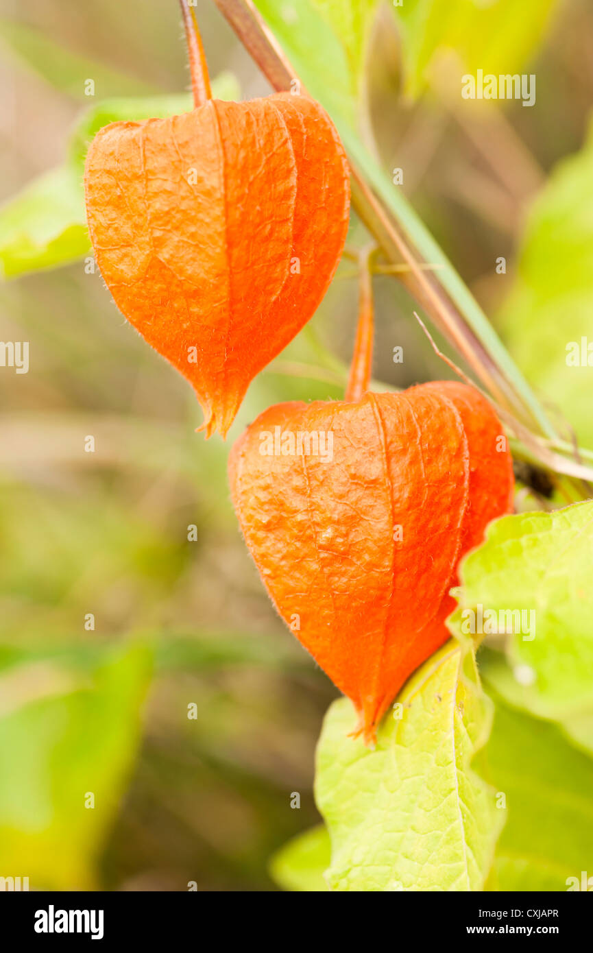 Bush with hanging physalis fruit (Chinese lantern) Stock Photo