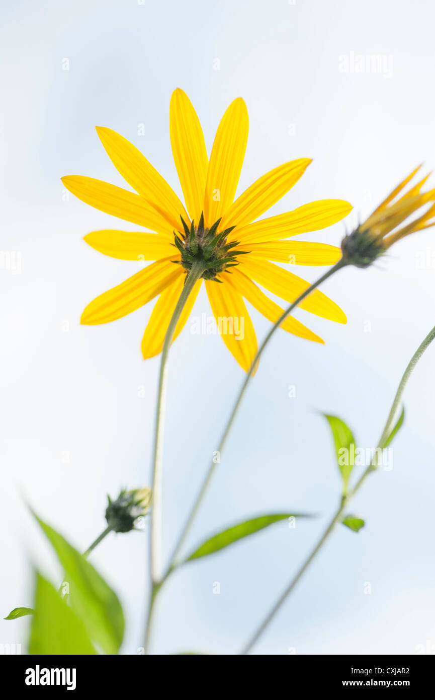 Closeup of bloming yellow flowers growing in a meadow Stock Photo
