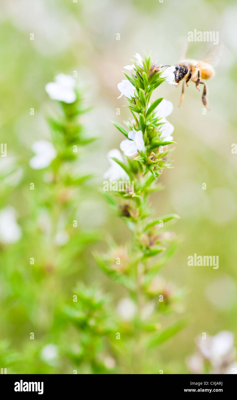 Herbal garden with bee buzzing by fresh organic Winter savory plants Stock Photo