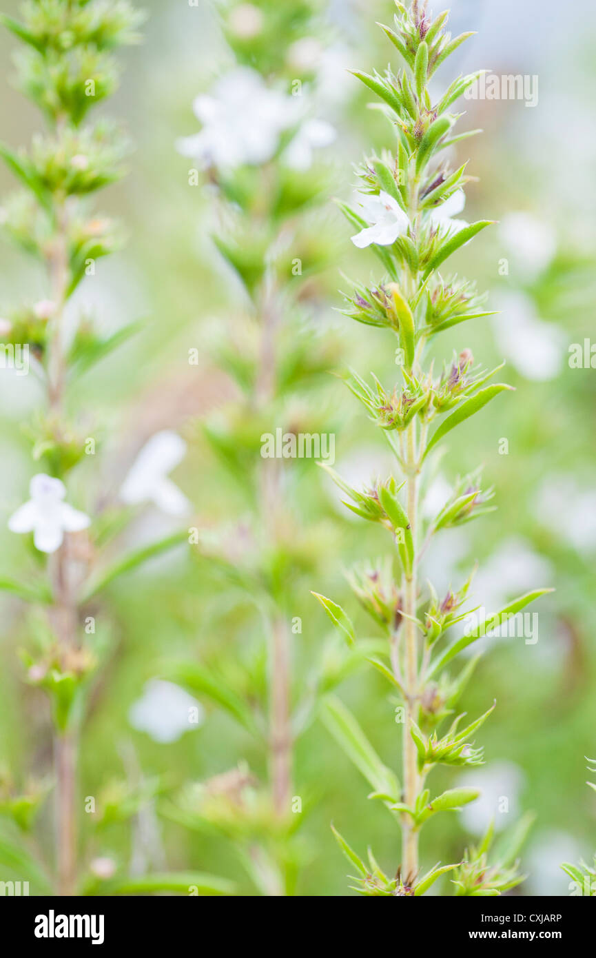 Herbal garden with fresh organic Winter savory plants Stock Photo