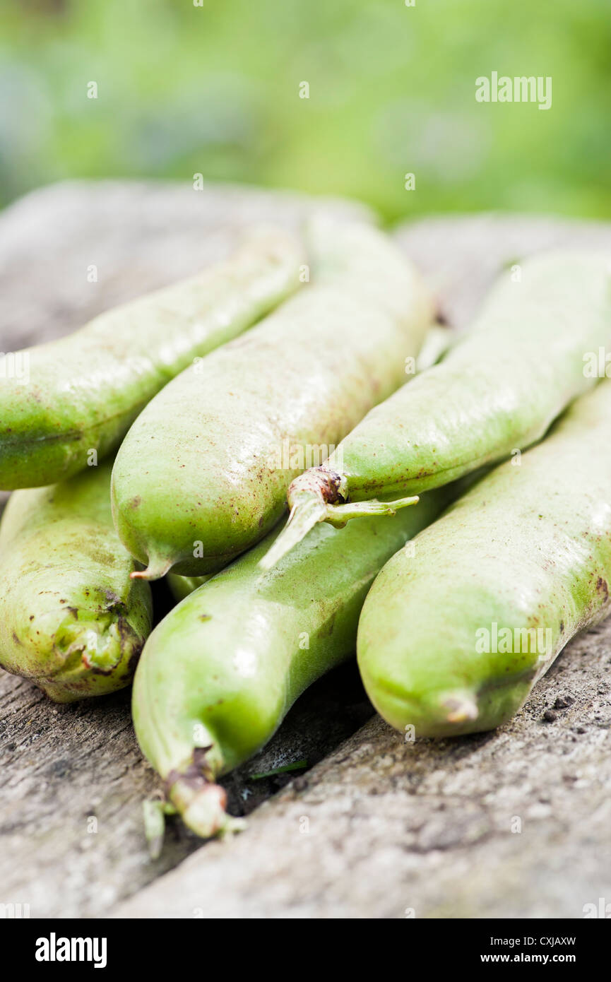Closeup of raw broad beans Stock Photo Alamy