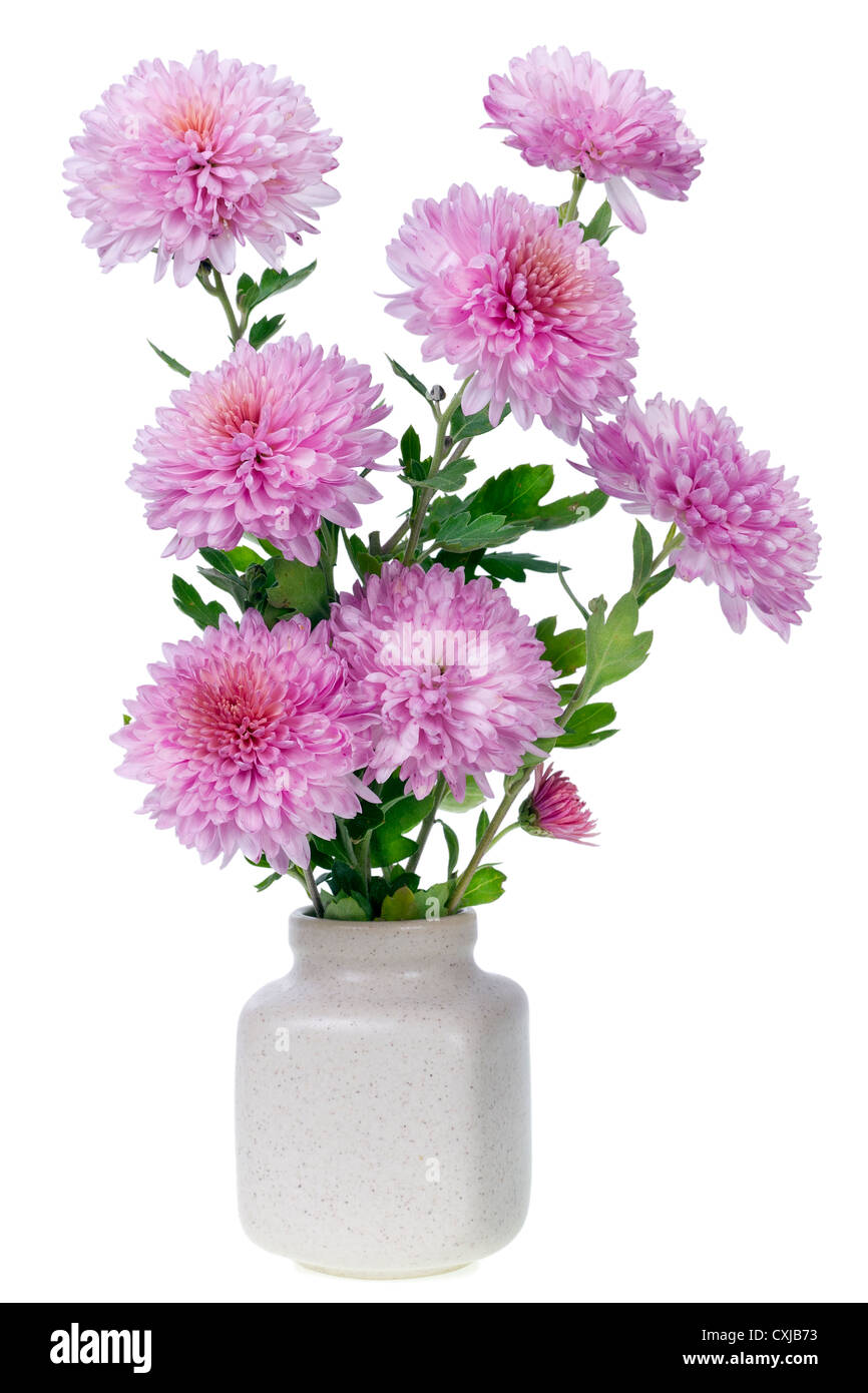 Scrunchy Chrysanthemum Terry 48 Scrunchy Chrysanthemum Terry 20