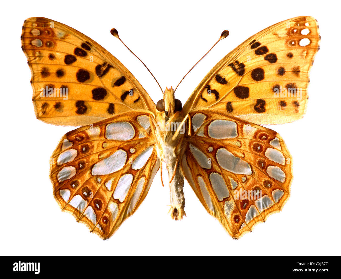 Isolated a Queen of Spain Fritillari butterfly (Pararge aegeria) saw of underside Stock Photo