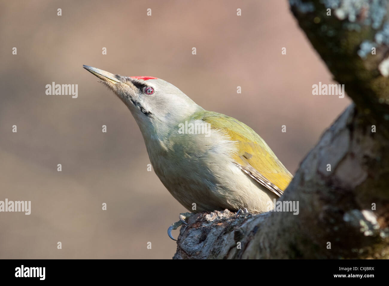 grey-headed woodpecker Stock Photo