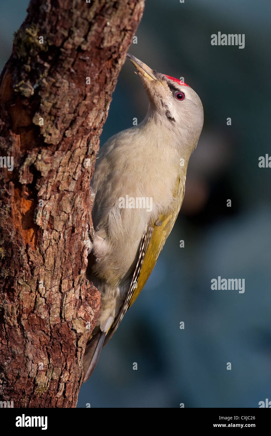 Grey-headed woodpecker Stock Photo