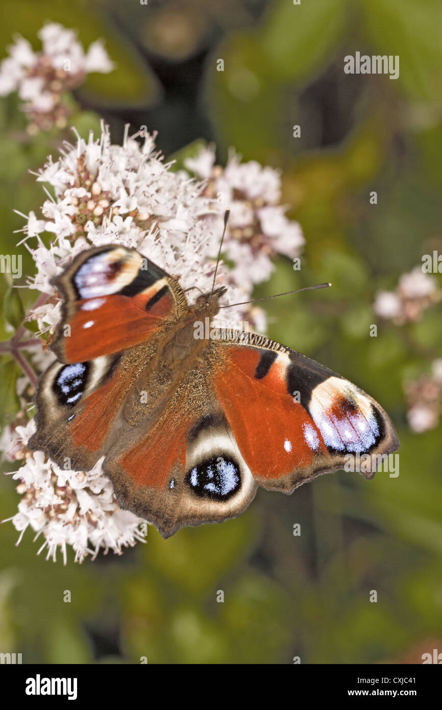 uk-peacock-butterfly-hi-res-stock-photography-and-images-alamy