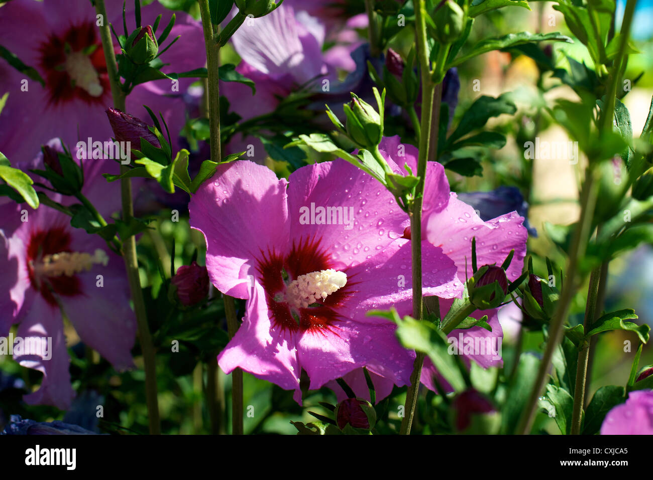 Hibiscus syriacus pink flowers growing in a garden in Grolejac ...