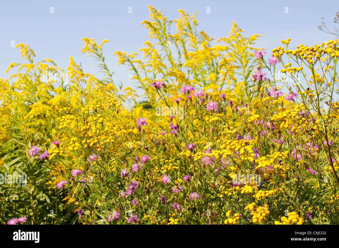 Beautiful wildflower hi-res stock photography and images - Alamy
