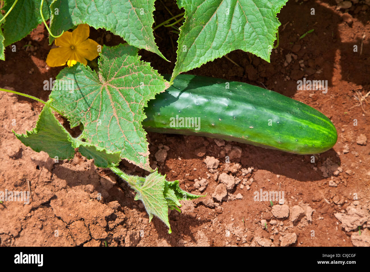 Field grown cucumber on the farm Stock Photo Alamy
