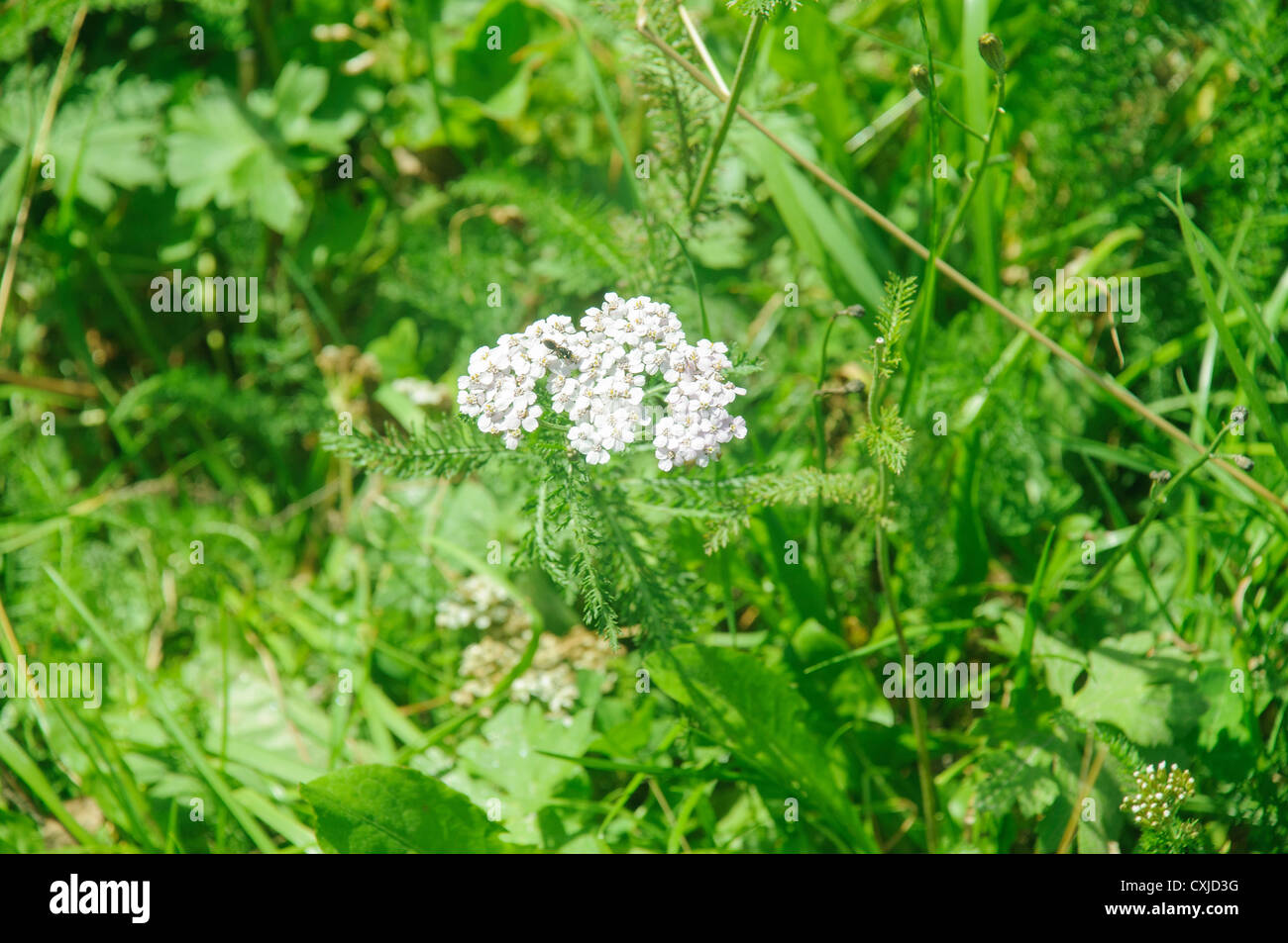 Alpine wildflower, valerian (Valeriana Sp) Photographed in Austria ...