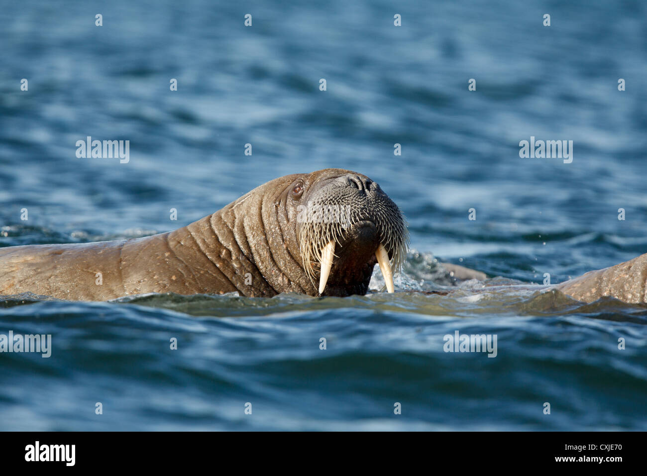 Walrus (Odobenus rosmarus), Svalbard islands Barents Sea, Norway. Stock Photo
