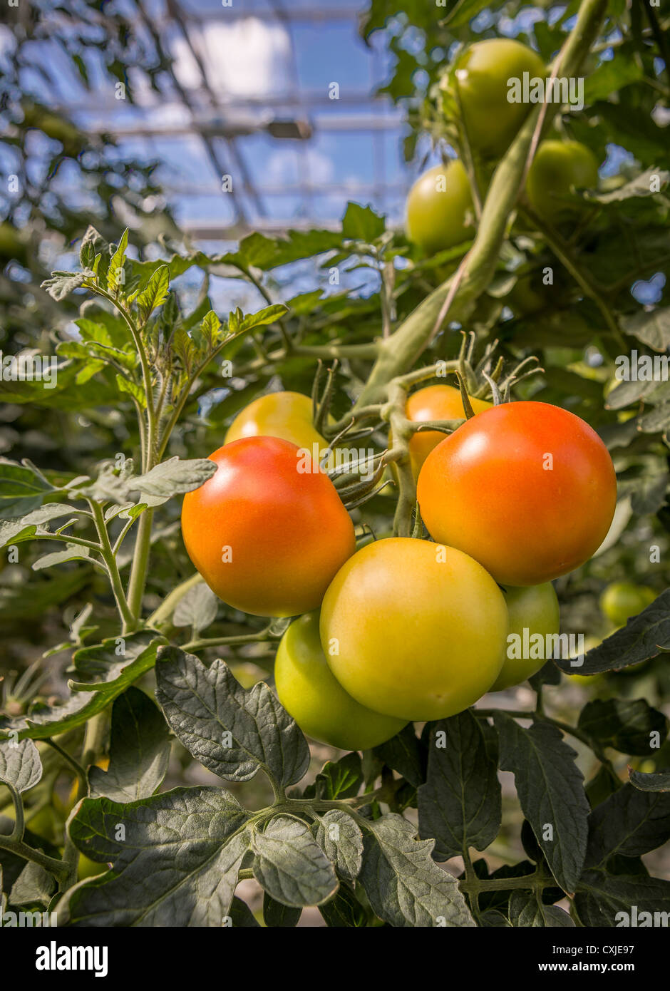 Tomatoes in greenhouse, Iceland Greenhouses are heated with geothermal energy keeping the cost of energy affordable and clean. Stock Photo