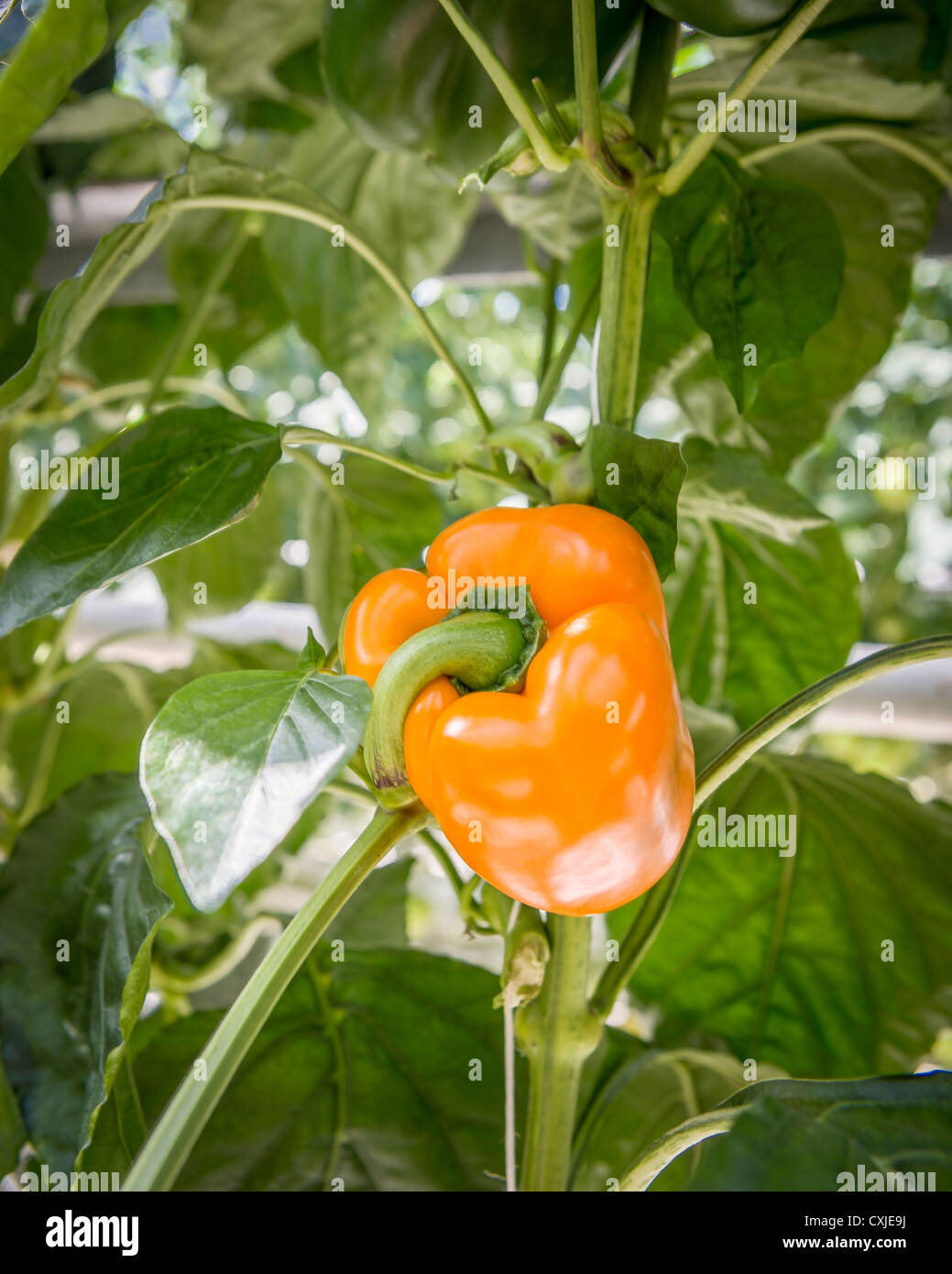 Orange pepper growing in greenhouse, Iceland Greenhouses are heated with geothermal energy. Stock Photo