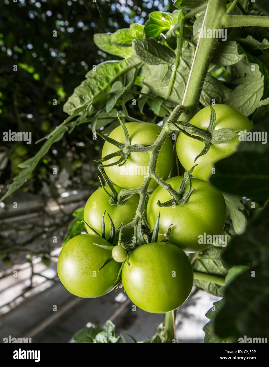 Tomatoes in greenhouse, Iceland.  Greenhouses are heated with geothermal energy keeping the cost of energy affordable and clean. Stock Photo
