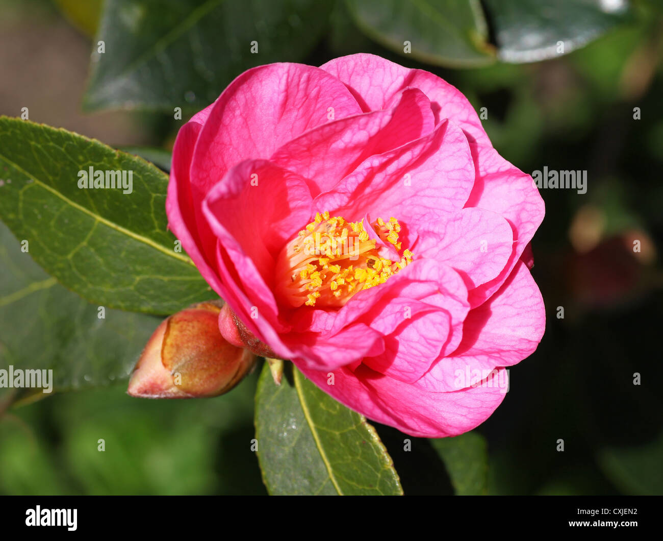 The bright Pink flower of a Camellia sasanqua (the Christmas or Yuletide camellia) England, UK Stock Photo