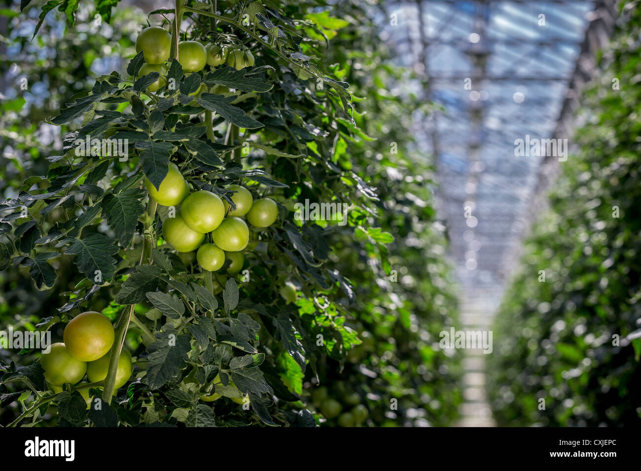 Tomatoes in greenhouse, Iceland Greenhouses are heated with geothermal energy keeping the cost of energy affordable and clean. Stock Photo