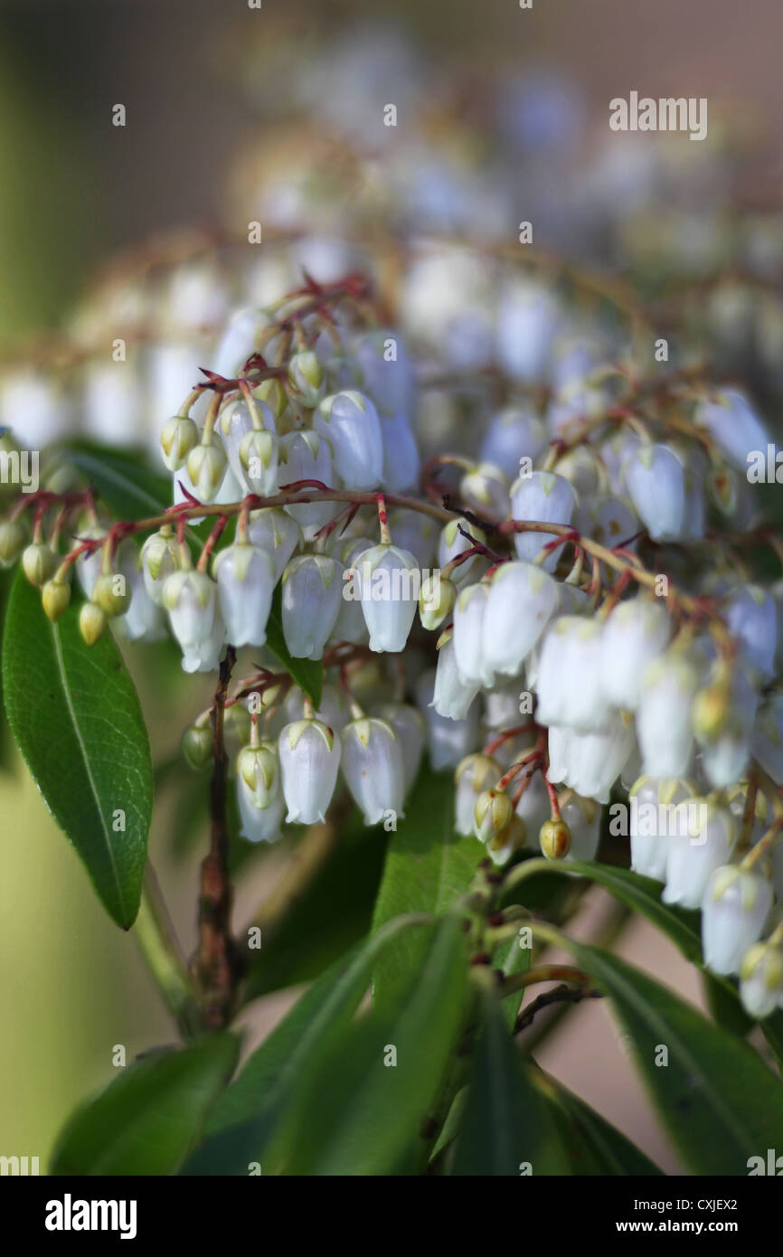 The white flower racemes of Pieris japonica 'Forest Flame' or Pieris floribunda 'Forest Flame' Stock Photo