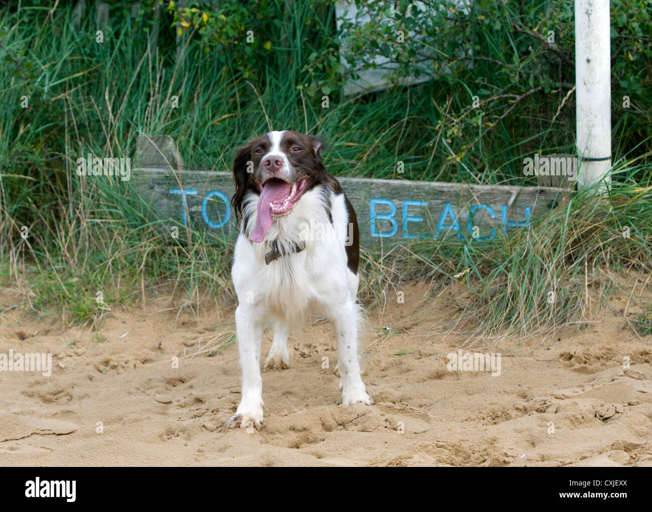 Springer spaniel dog on the beach at Camber Sands, Sussex, UK Stock Photo