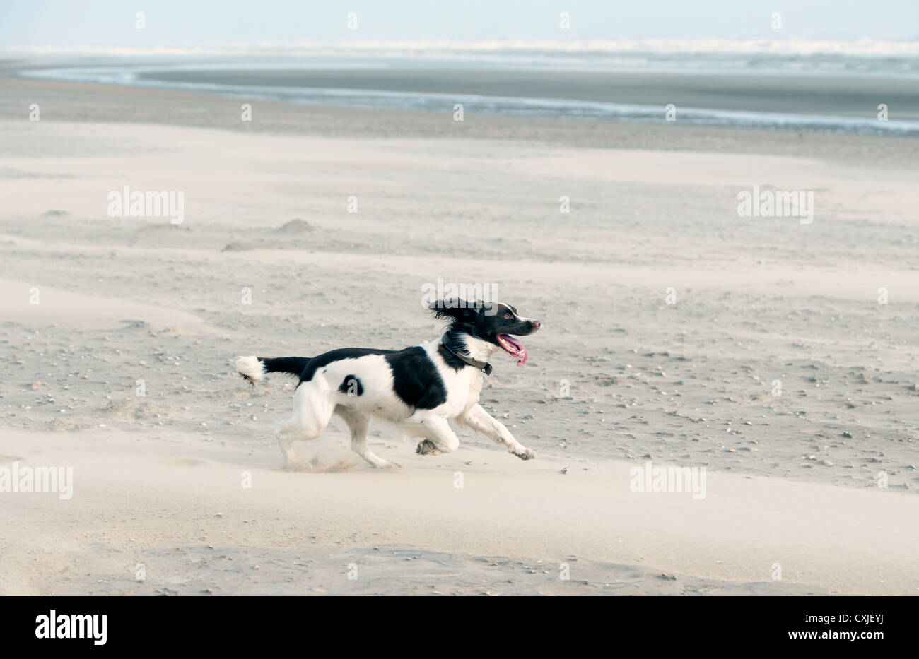 Springer spaniel dog on the beach at Camber Sands, Sussex, UK Stock Photo