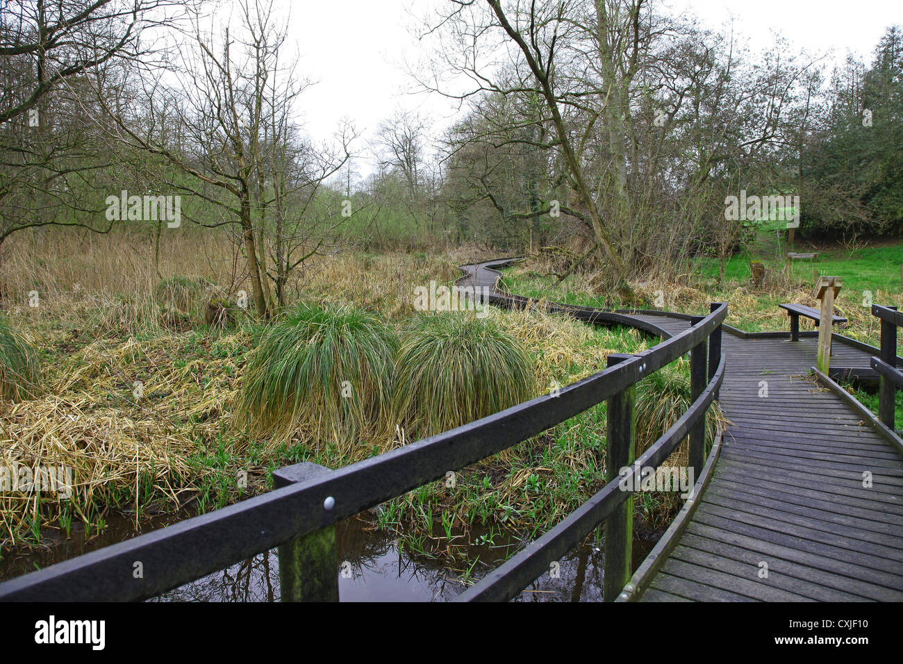 recycled plastic boardwalk at Jackson's Coppice near to Eccleshall Staffordshire Stock Photo